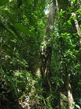 Exuberance of a great tree in the forest Stock Photos