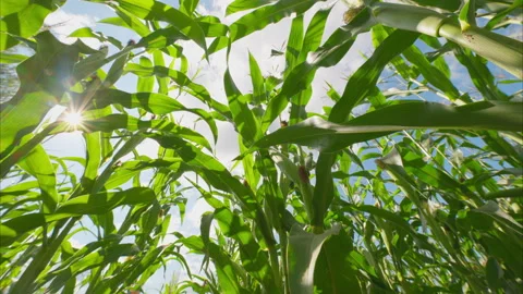 An Exuberant Cornfield Vibrantly Glowing Under the Bright Sunlight of a Clear Bl Stock Footage 316862356