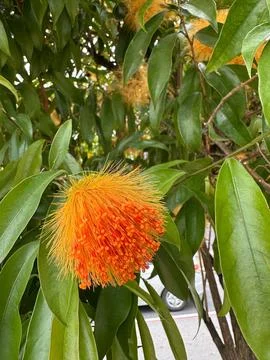 Exuberant Orange Flower Stock Photos