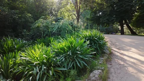 Exuberant plants on a spring day in Madrid's Retiro Park. Stock Footage 336893235