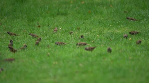 Exuberant sparrow group find and eat food on the grasses floor Stock Footage 93977210