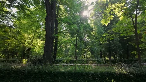 Exuberant vegetation and freshness in summer in the huge Retiro Park, Madrid Stock Footage 336892026