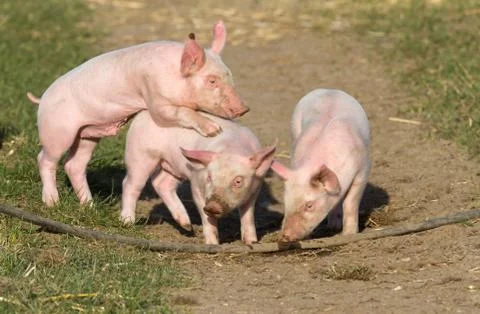 Exuberantly playing piglets in free range Stockfoto's