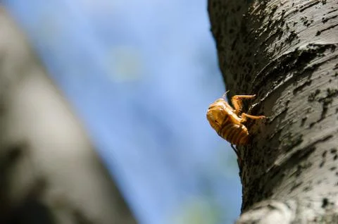 Exuvia of a cicada Stock Photos