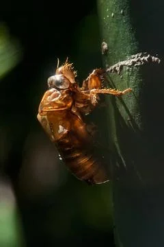 Exuvia de Cigarra (Cicadellidae) | Cicada Stock Photos