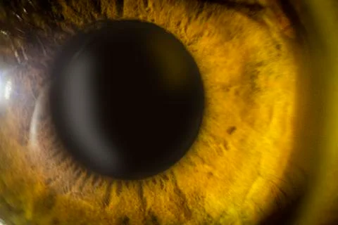 Eye 2 Stock Photos