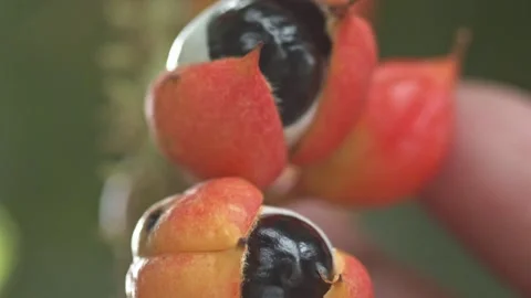 Eye of the Amazon, the Guarana fruit with an exposed seed that looks like Stock Footage 170839465