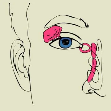 Eye anatomy Stock Illustration