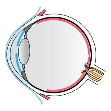 Eye anatomy Stock Illustration