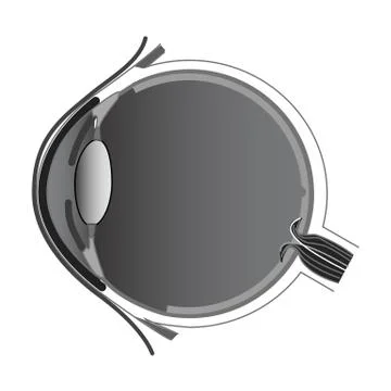 Eye anatomy Stock Illustration