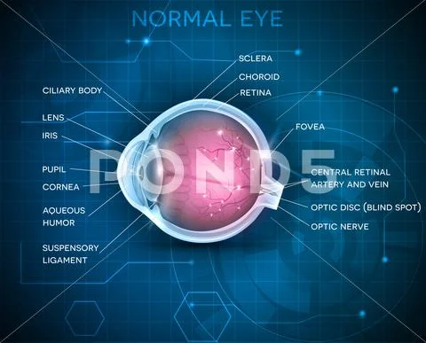 Eye anatomy: Vector, Graphic, Illustration #63932617 | Pond5