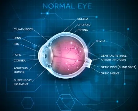 Eye anatomy Stock Illustration