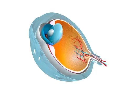 Eye anatomy 스톡 일러스트