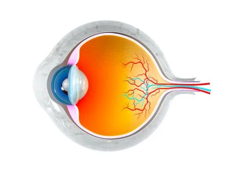 Eye anatomy Stock Illustration