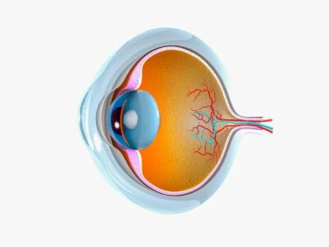 Eye anatomy Stock Illustration