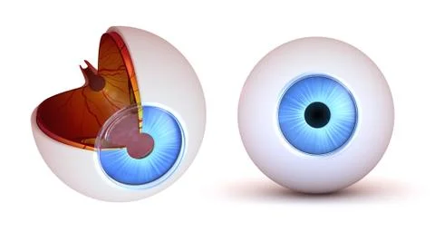 Eye anatomy - inner structure and front view, isolated Stock Illustration