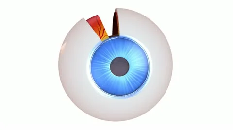Eye anatomy - inner structure isolated on white Stock Footage