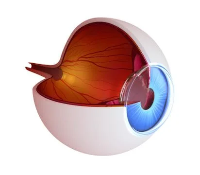 Eye anatomy - inner structure isolated on white Stock Illustration