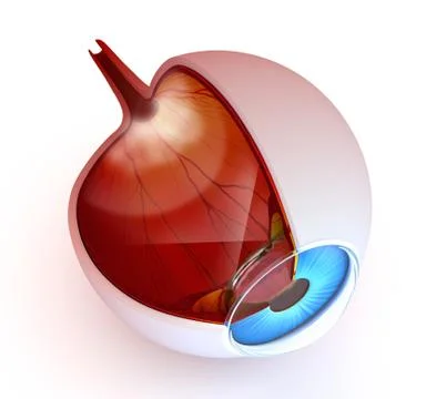 Eye anatomy - inner structure isolated on white Stock Illustration