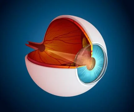 Eye anatomy - inner structure isolated on white Stock-Illustration