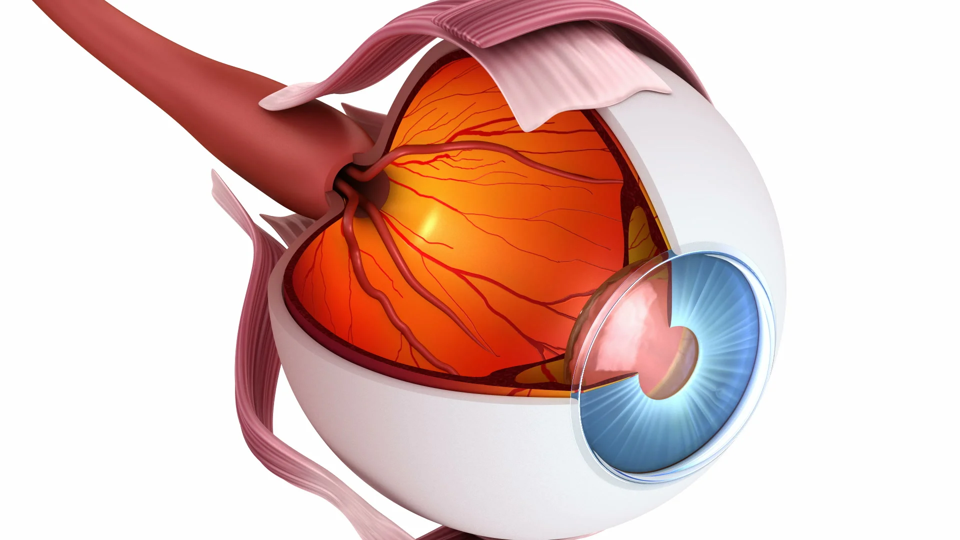Eye anatomy - inner structure, Medically... | Stock Video | Pond5