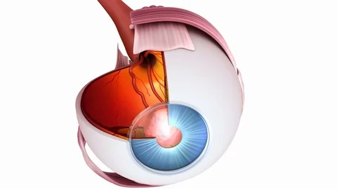 Eye anatomy - inner structure, Medically... | Stock Video | Pond5