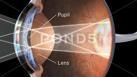Eye Anatomy - Internal Structure, Medically Accurate Illustration ...