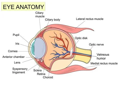 Eye anatomy with labeled structure scheme for human optic outline diagram Stock Illustration