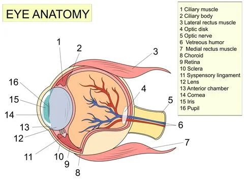 Eye anatomy with labeled structure scheme for human optic outline diagram Stock Illustration
