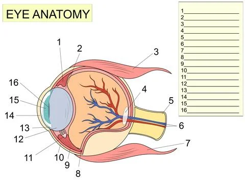 Eye anatomy with labeled structure scheme for human optic diagram. Write down Stock Illustration