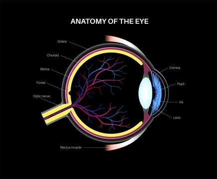 Eye anatomy poster Stock Illustration