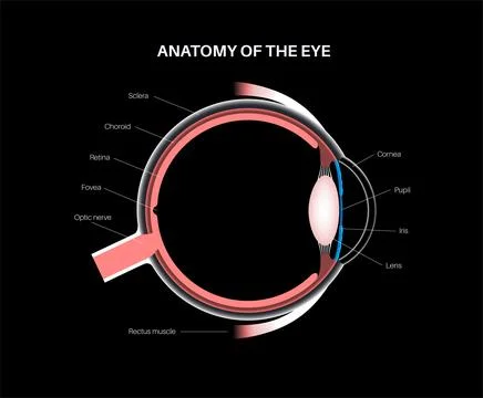 Eye anatomy poster Stock Illustration
