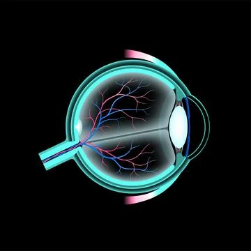 Eye anatomy poster Stock Illustration