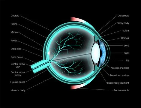 Eye anatomy poster Stock Illustration