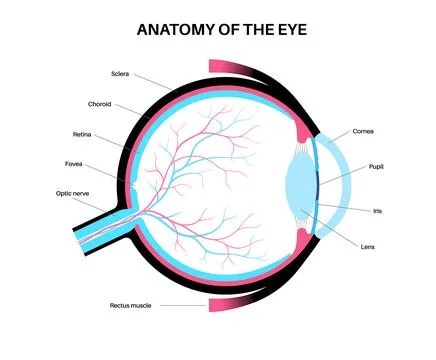 Eye anatomy poster Stock Illustration