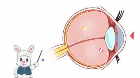 Eye Anatomy  - Vector Cartoon - White Background - rabbit Stock Footage 60248418