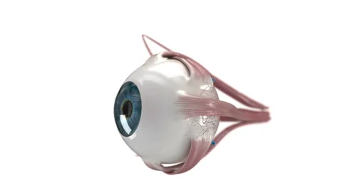 Eye anatomy on white background Stock Footage 46793601
