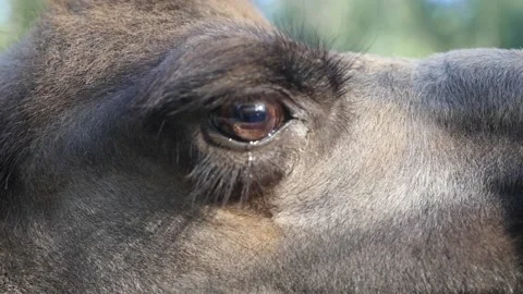 An eye and a camel tear, close-up. Stock Footage 169008639