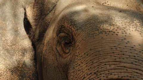 Eye Of Asian Elephant (Elephas Maximus) In Chiang Mai, Thailand - Close Up Stock Footage 295252432