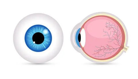 Eye ball vector retina closeup isolated icon. Round Eyeball 3d anatomy Stock Illustration