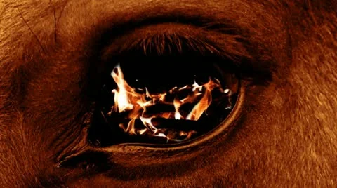 Eye beast Stock Footage 22341373