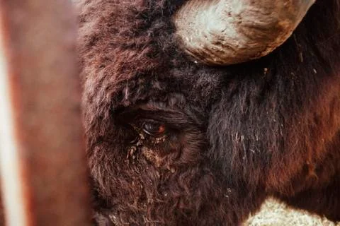 The eye of the bison close up. Stock Photos