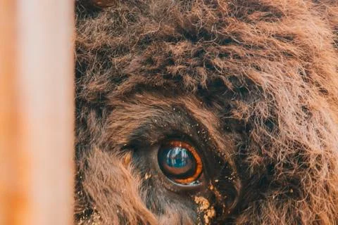 The eye of the bison close up. Stock Photos