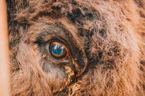 The eye of the bison close up. Stock Photos