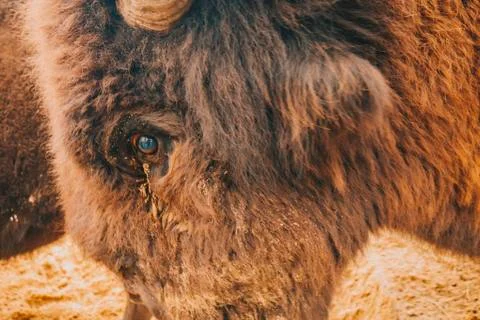 The eye of the bison close up. Stock Photos