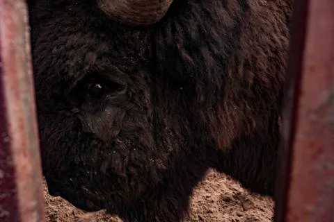 The eye of the bison close up. Stock Photos