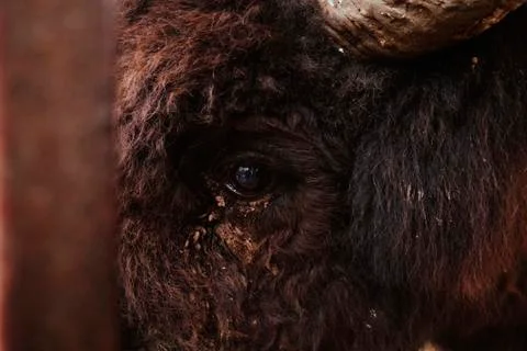 The eye of the bison close up. 스톡 사진