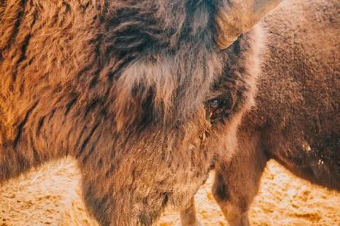 The eye of the bison close up. Stock Photos