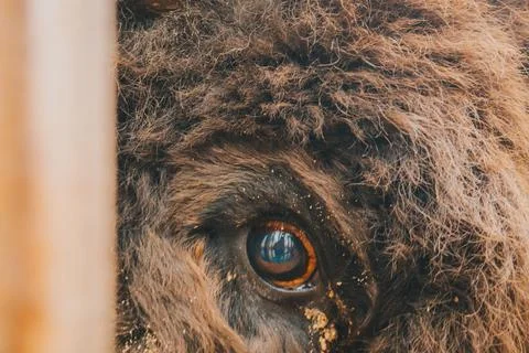 The eye of the bison close up. Stock Photos