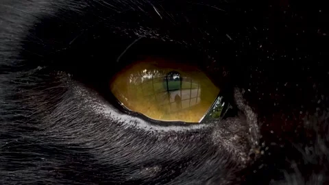 The eye of a black jaguar Stock Footage 265821750